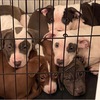 Beautiful Puppies For Sale Looking For Loving Homes