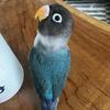 Beautiful male lovebird