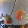 Red Belly Piranhas For Sale