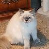 Himalayan  cat