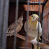 Cockatiel Pair