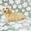 Dachshund puppies AKC English Cream Miniature Long haired