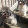 Beautiful purebred Toy Poodle puppies for sale