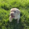 Sweet yellow lab puppy for sale