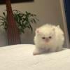 Persian kittens available