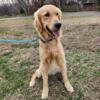 AKC fully health tested golden retriever stud