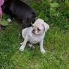 Pug puppy female