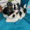 CKC IMPERIAL SHIH TZU