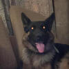 Zeva