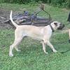 Presa Canario