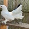 Fantail male for sale