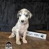 AKC Great Dane Puppy