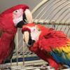 Proven pair macaws looking for a new home