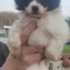 Pomchi  male available