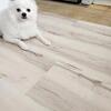 Male Pomeranian