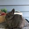 Netherland Dwarf -Chocolate