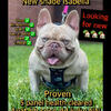 New shade stud for sale