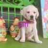 AKC White Lab Puppies 