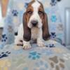 Bassethound puppies