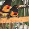 Colored Aracari breedres $1450