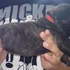 Cane Corso puppies for sale 