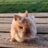 Tort-Chocolate Lionhead Buck