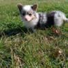 Short and Long hair Corgi puppies