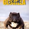 Adult exotic  bully female 