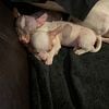 Hairless Chihuahua puppies