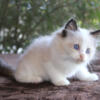 Ruby Ragdoll Kitten Kittens For Sale Seal / Chocolate Male Female Purebred Tica White Mitted For Sale In Florida Bicolor