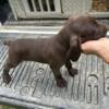 2 Akc male Gsp pups for sale, located in Lewis county ky