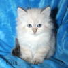 Gorgeous Neva Masquerade Siberians