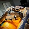 2yr old Female Ball Python