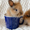 Tiny lion heads blue, lavender and torts 