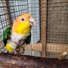 Mature Female Breeder White Bellied Caique