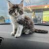 Maine coons