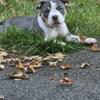 American Bully Female For Sale