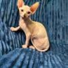 Purebred Sphynx Kittens Super Friendly