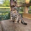 Gorgeous male Bengal 10 week old well socialized