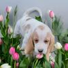 White and tan female Bassett 