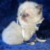 Persian Himalayan Kittens