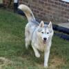 AKC STUD ONLY Siberian Husky Am CH packed pedigree OFA
