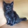 Maine coon kitens ready for adoption