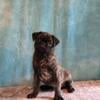 Male brindle pug looking for forever home 