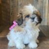 Lovely Shih Tzu puppy for rehoming