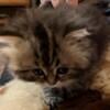 Adorable Persian CFA Registered Female Kitten