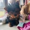 AKC teacup Female yorkie