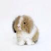 Teddywidder Rabbits for Sale Fluffy Holland Lop Rabbits in Miami Florida