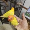 Handfed tamed baby love bird