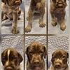 AKC Registered GSP puppies!
